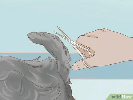 Image titled Groom an Affenpinscher Step 6