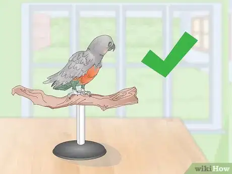 Image titled Keep a Red Bellied Parrot Entertained Step 8