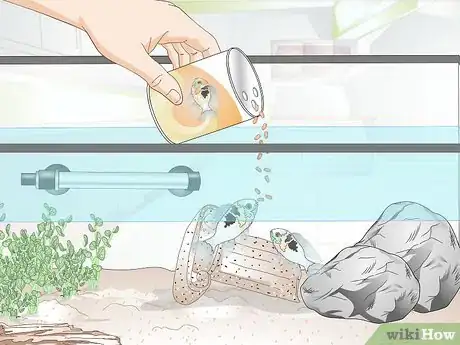 Image titled Keep German Blue Ram Cichlids Step 11