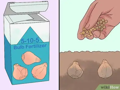 Image titled Plant Bulbs in Grass Step 18