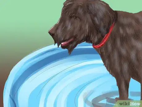 Image titled Groom a Thick Furred Dog Step 1