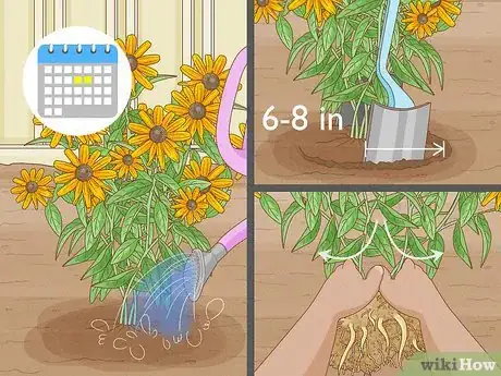 Image titled Grow Black Eyed Susan Flowers Step 9