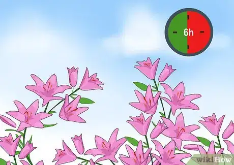 Image titled Grow and Care for Asiatic Lilies Step 2