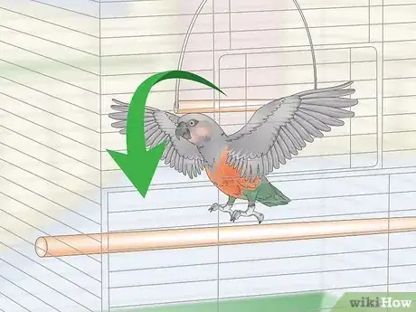 Image titled Keep a Red Bellied Parrot Entertained Step 2