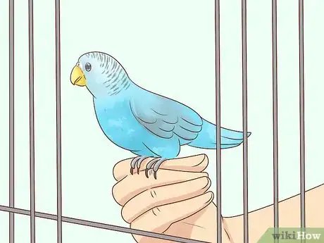 Image titled Keep a Parakeet Safe Out of Its Cage Step 10