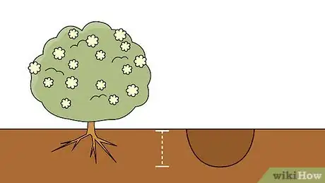 Image titled Plant Viburnum Step 7