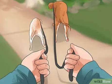 Image titled Walk Two Dogs at the Same Time on Leashes Step 3