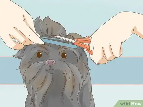 Image titled Groom an Affenpinscher Step 9