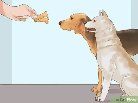 Image titled Get a Companion Dog for an Existing Dog Step 16