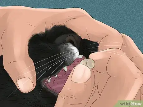 Image titled Give Tricyclic Antidepressants to a Cat Step 6