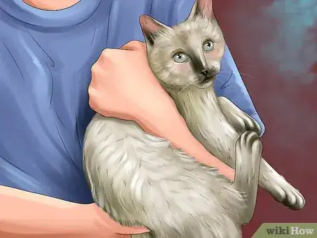 Image titled Choose a Kid Friendly Cat Step 8