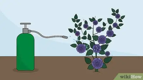 Image titled Care for a Midnight Blue Rose Bush Step 23