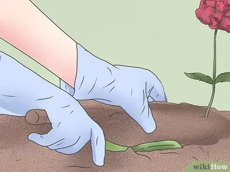 Image titled Grow Poppies Step 22