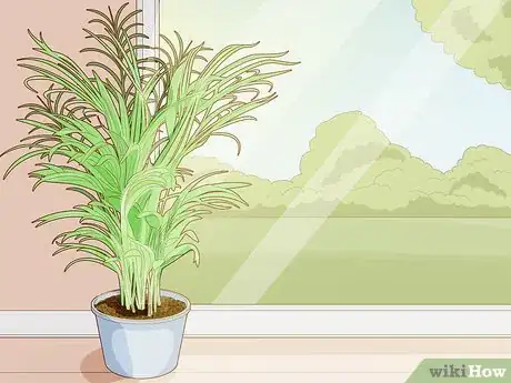 Image titled Make an Areca Palm Grow Faster Step 5