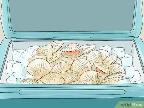 Image titled Go Scalloping Step 8