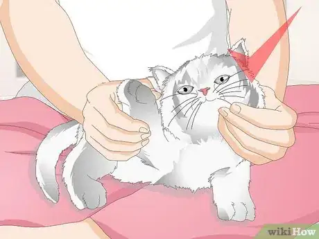 Image titled Diagnose Urinary Tract Disease in Cats Step 12