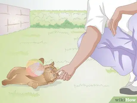 Image titled Choose Food for a Kitten Step 2