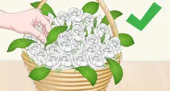 Preserve Magnolia Leaves