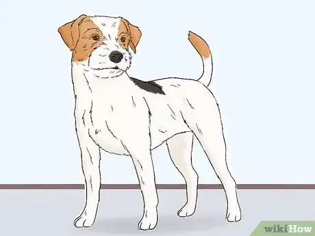 Image titled Identify a Parson Russell Terrier Step 5