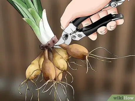 Image titled Harvest Daylilies Step 6