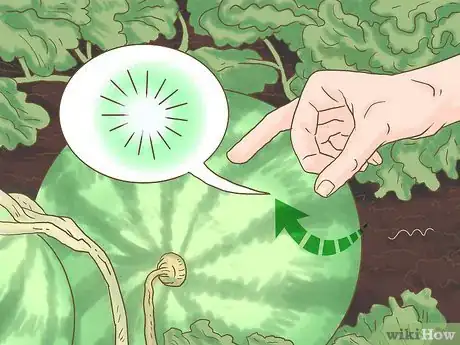 Image titled Grow Seedless Watermelons Step 14