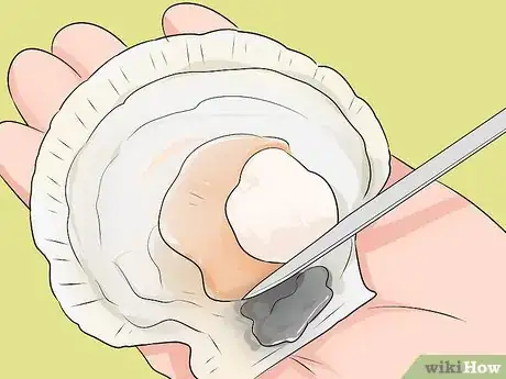 Image titled Go Scalloping Step 10