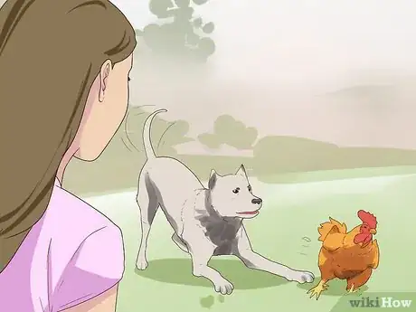 Image titled Introduce a Dog to Pet Chickens Step 16