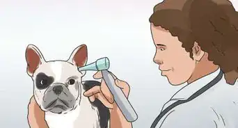 Clean a Terrier's Ears