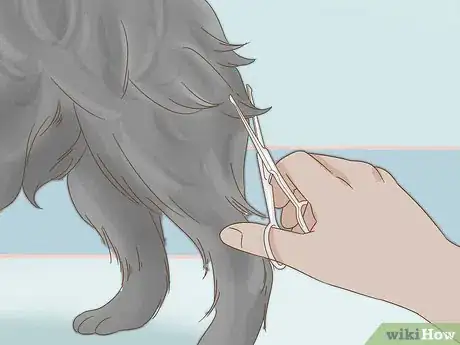 Image titled Groom an Affenpinscher Step 7