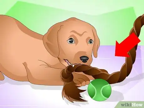 Image titled Discipline a New Puppy Step 8