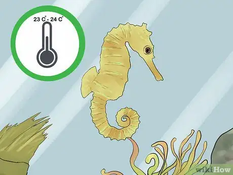 Image titled Care for a Seahorse Step 14