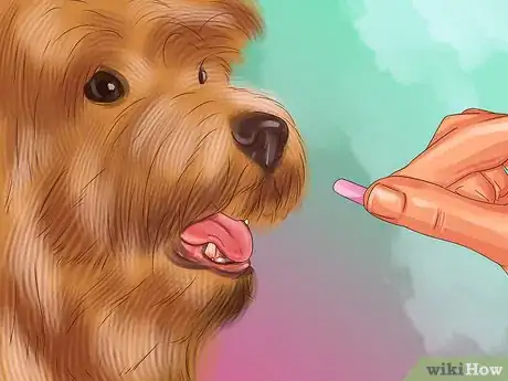 Image titled Treat Patellar Luxation in Shih Tzus Step 9