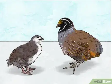 Image titled Choose a Quail Step 4