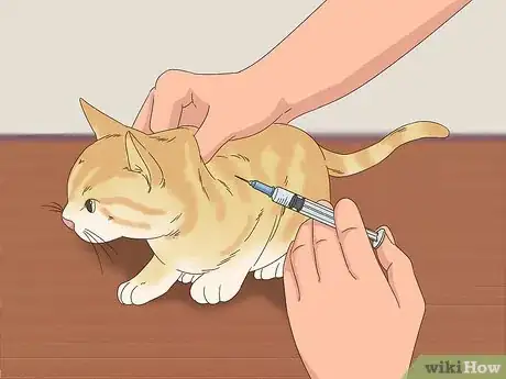 Image titled Find Homes for a Litter of Kittens Step 1