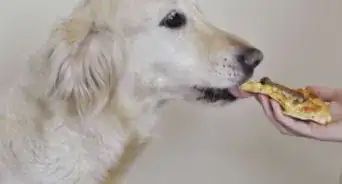 Make Pooch Pizza for a Dog