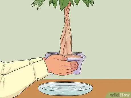 Image titled Care for a Money Tree Step 7