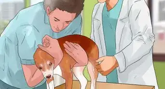 Prevent Dog Cancer
