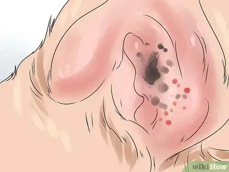 Image titled Soothe a Dog's Itchy Ears Step 10