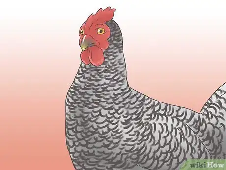 Image titled Raise Chickens for Eggs Step 13