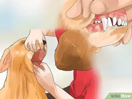 Image titled Get Police Dog Insurance Step 5