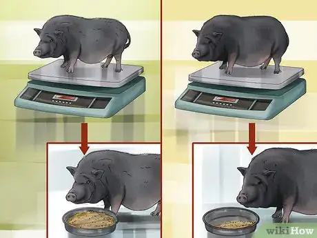 Image titled Have a Potbellied Pig for a Pet Step 16