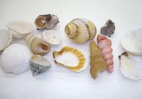 Image titled Seashellsondisplay