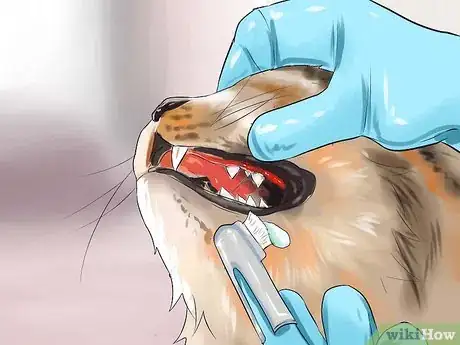 Image titled Care for American Longhair Cats Step 11