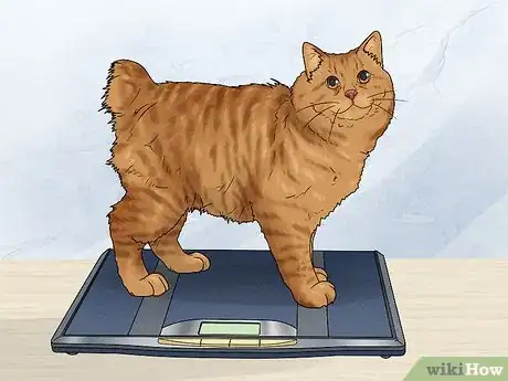 Image titled Care for an American Bobtail Cat Step 1
