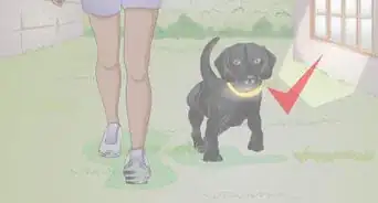 Find the Right Collar for Your Dog