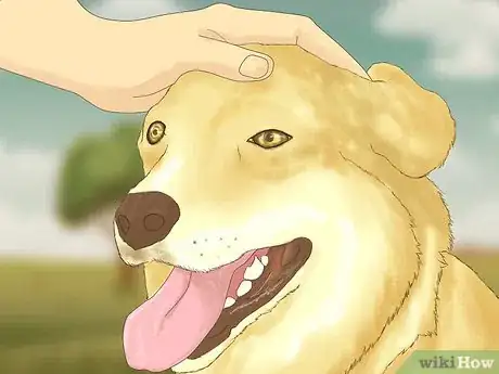 Image titled Become an RSPCA Inspector Step 4