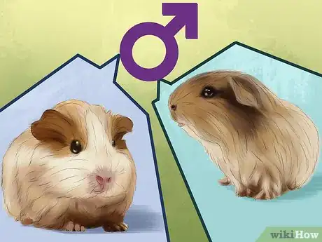Image titled Adopt a Guinea Pig Step 7