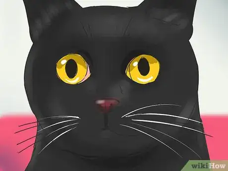 Image titled Identify a Bombay Cat Step 2