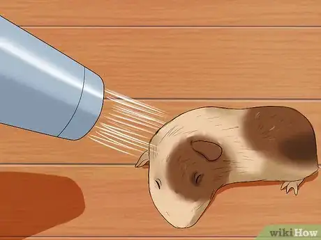 Image titled Bathe a Pregnant Guinea Pig Step 9