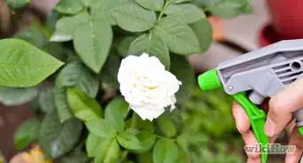 Water Plants with Coffee